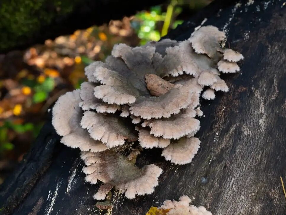 whatsapp image 2025 08 15 at 08.23.53 8346c311